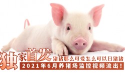 MissAV-新上市！【独家首发】2021年6月养猪场监控视频流出！！！!