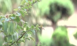 JUC-444長身母娘レズビアン 星杏奈 内田真由